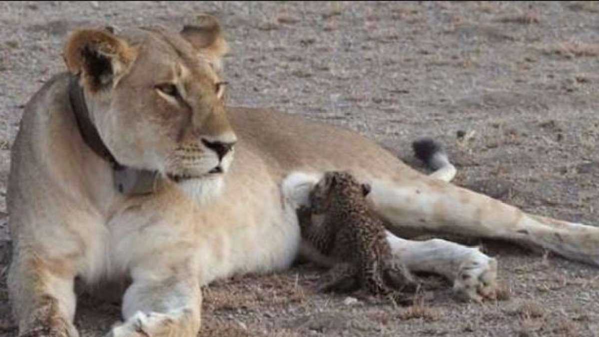 lioness official lioness official